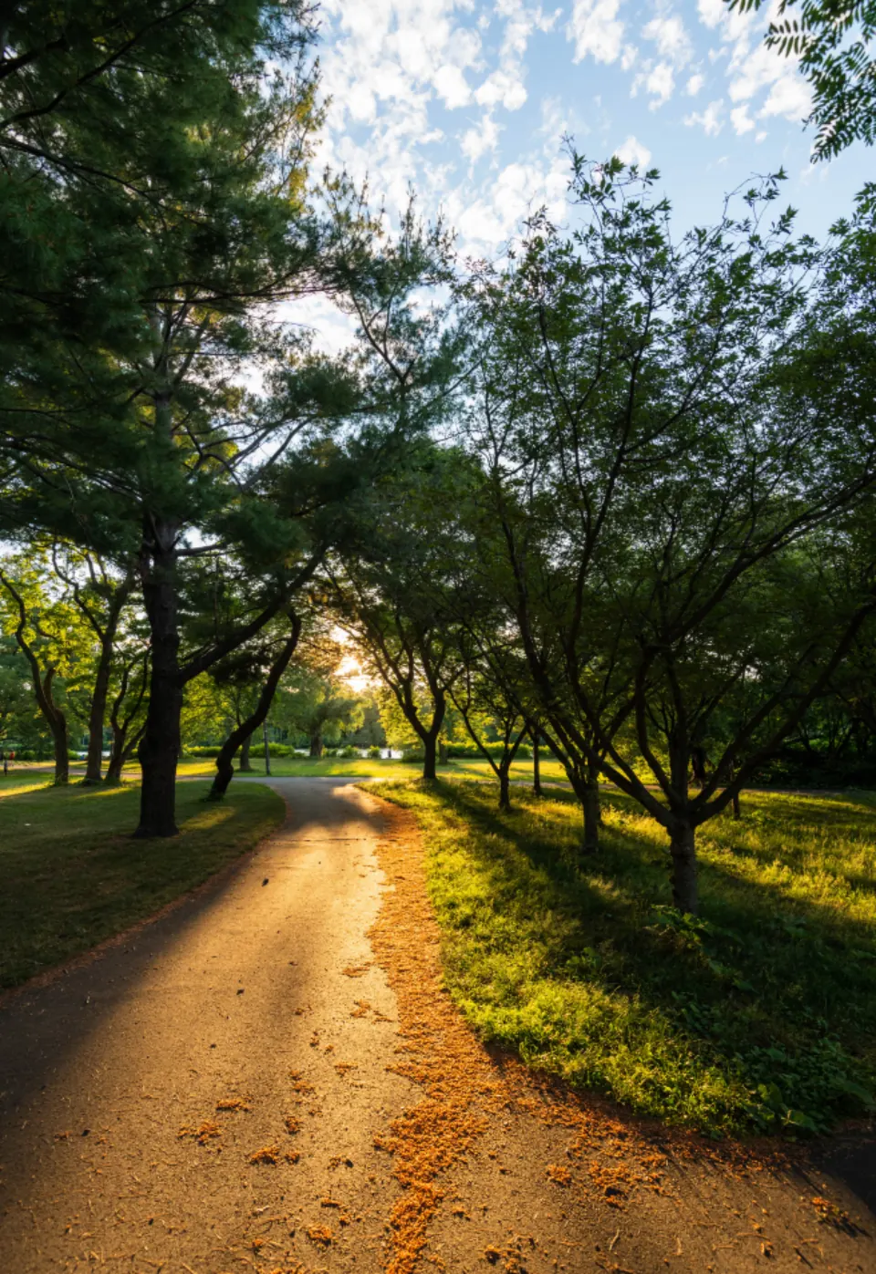 Camino entre árboles con luz de mañana
